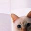 http://multimedia.community.alice.it/contenuti/apelle.apollo,i00.jpg