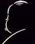 Alfredhitch,i00